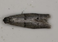 Wockia asperipunctella