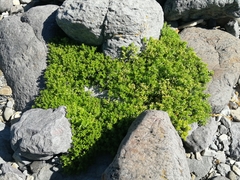 Honckenya peploides major