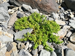 Honckenya peploides major