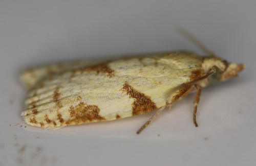 Cenopis karacana
