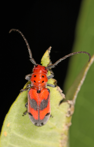 Blackened Milkweed Beetle photo 4
