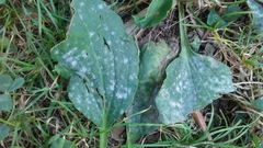 Golovinomyces sordidus