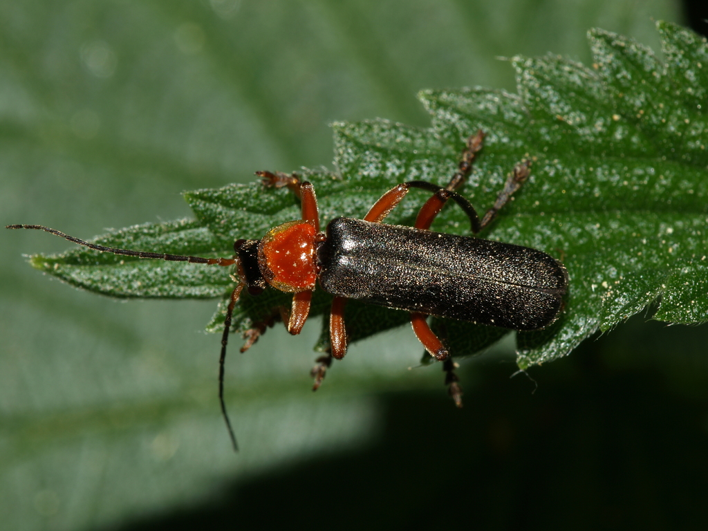 Cantharis pellucida