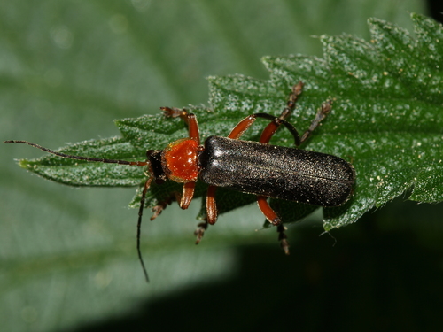 Cantharis pellucida nuotrauka