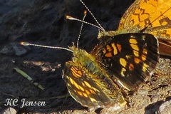 Phyciodes batesii