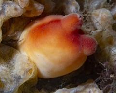 Halocynthia pyriformis