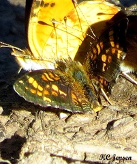 Phyciodes batesii