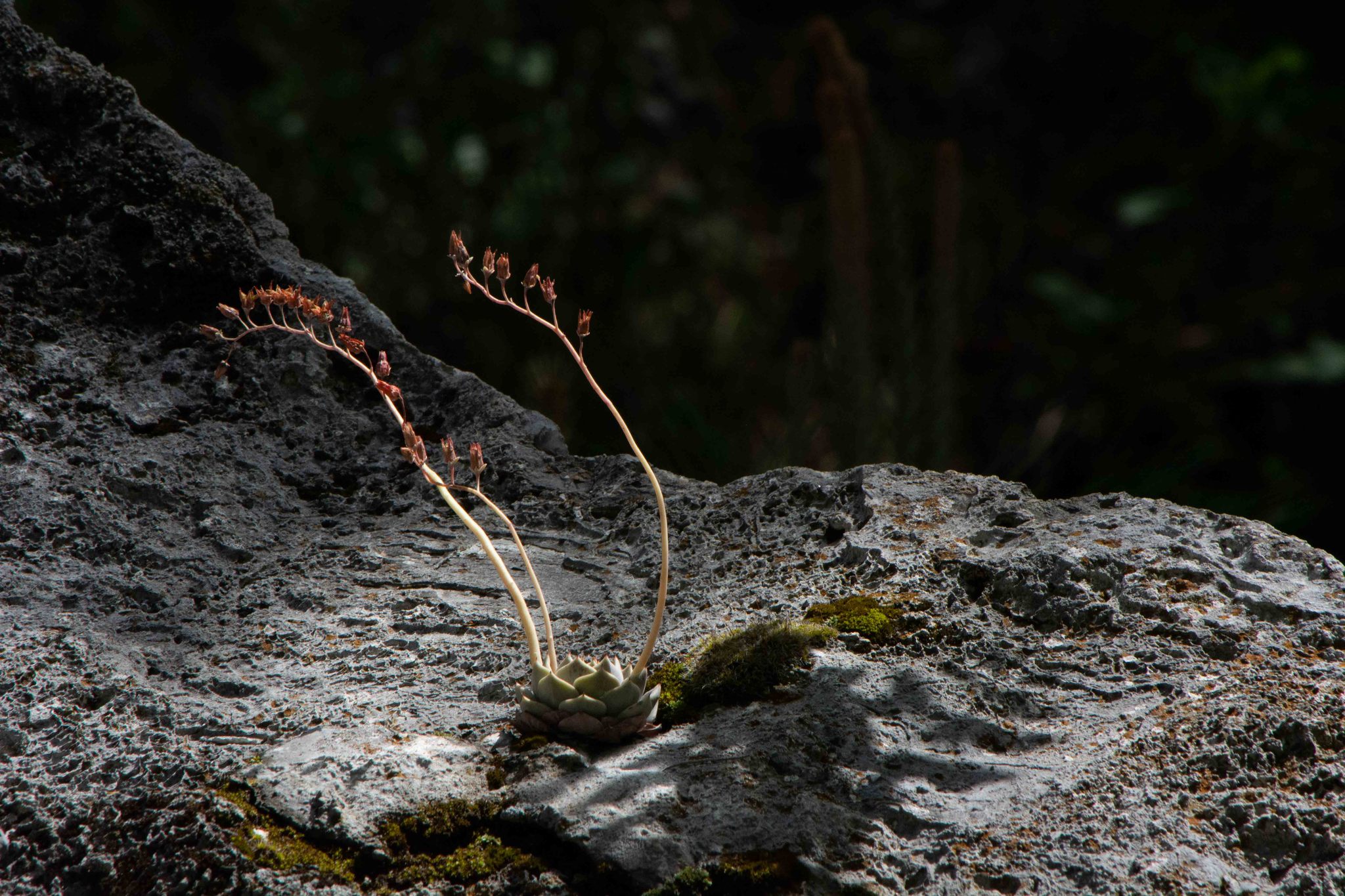 Imagem de Rosa-de-pedra