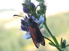 Zygaena erythrus
