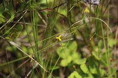 Xyris montana