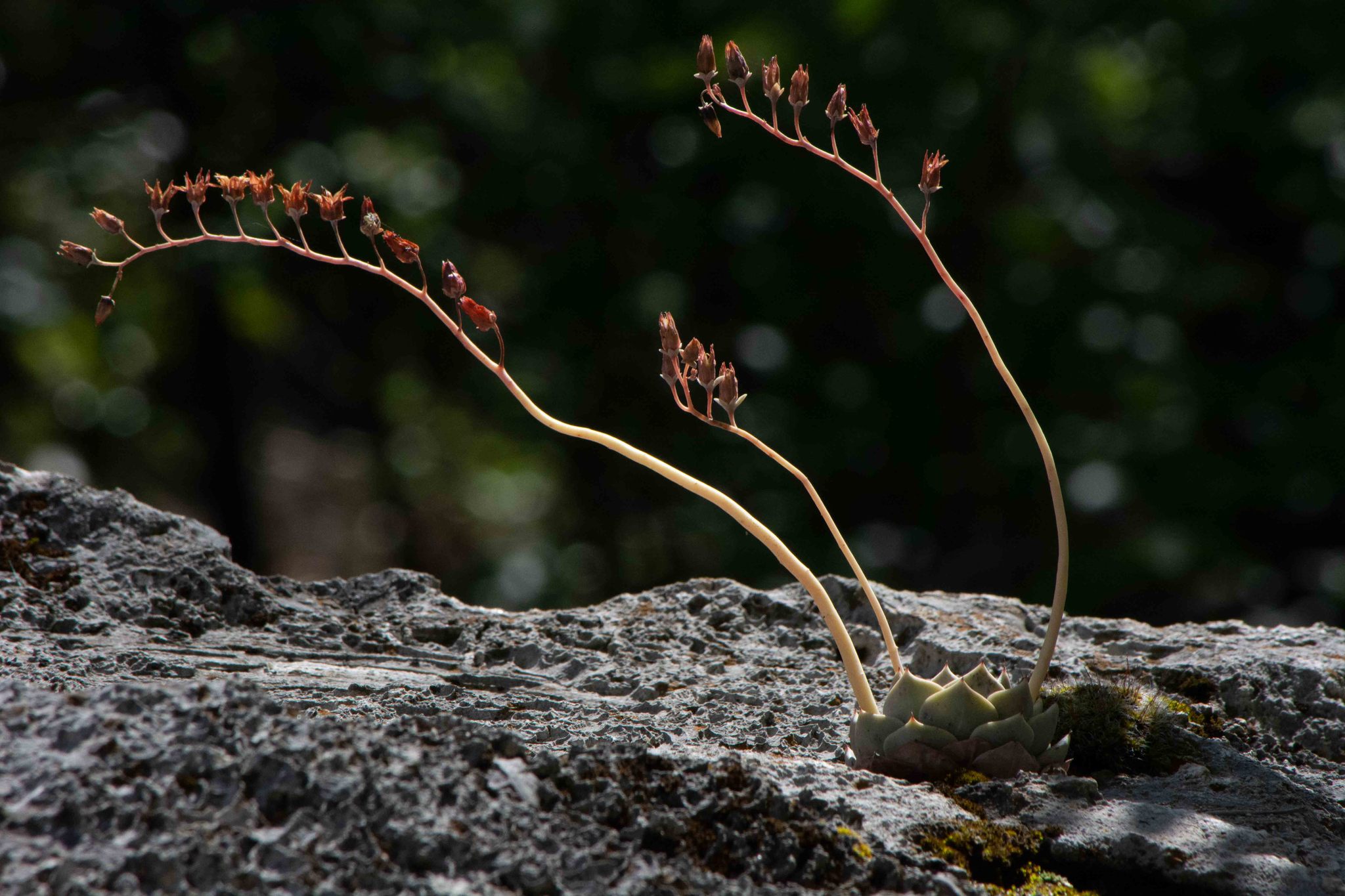 Imagem de Rosa-de-pedra