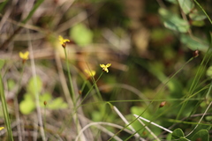 Xyris montana