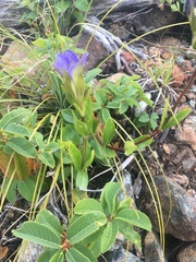 Gentiana setigera