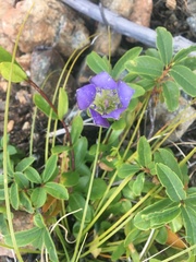 Gentiana setigera