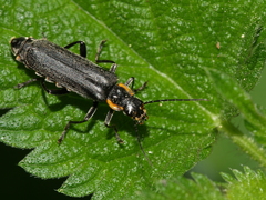 Cantharis obscura