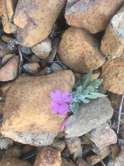 Epilobium rigidum