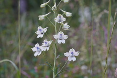 Delphinium leucophaeum