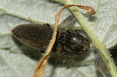 Cardiophorinae