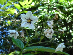 Solanum concinnum