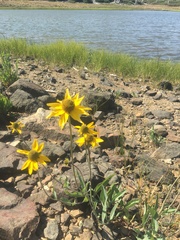 Rudbeckia glaucescens