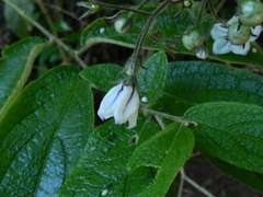 Solanum concinnum