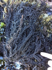 Callithamnion pikeanum