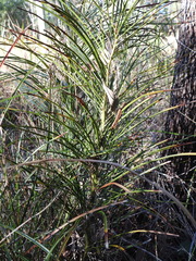 Macrozamia pauli-guilielmi