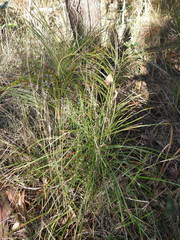 Macrozamia pauli-guilielmi