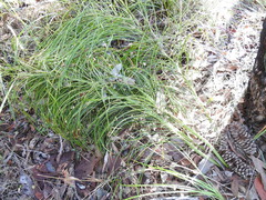 Macrozamia pauli-guilielmi