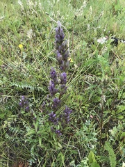 Gentianella amarella acuta