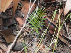 Macrozamia pauli-guilielmi