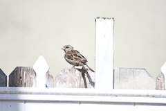 Passer domesticus