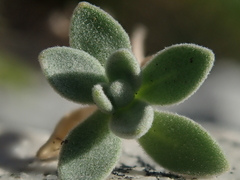 Draba lonchocarpa