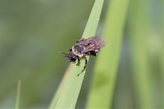 Triepeolus concavus