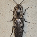Small-eyed Click Beetle - Photo (c) Royal Tyler, some rights reserved (CC BY-NC-SA), uploaded by Royal Tyler