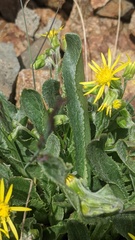 Senecio elmeri