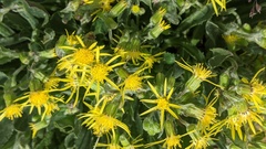 Senecio elmeri