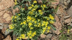 Senecio elmeri