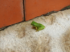 Charadrahyla taeniopus