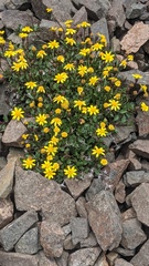 Senecio fremontii