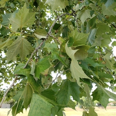 Platanus mexicana