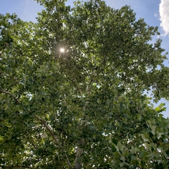 Platanus mexicana