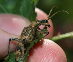 Rhagium mordax