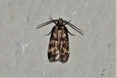 Martyringa latipennis