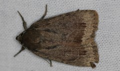 Amphipyra glabella