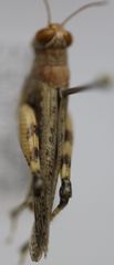 Xeracris minima