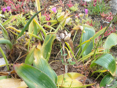 Daubenya zeyheri