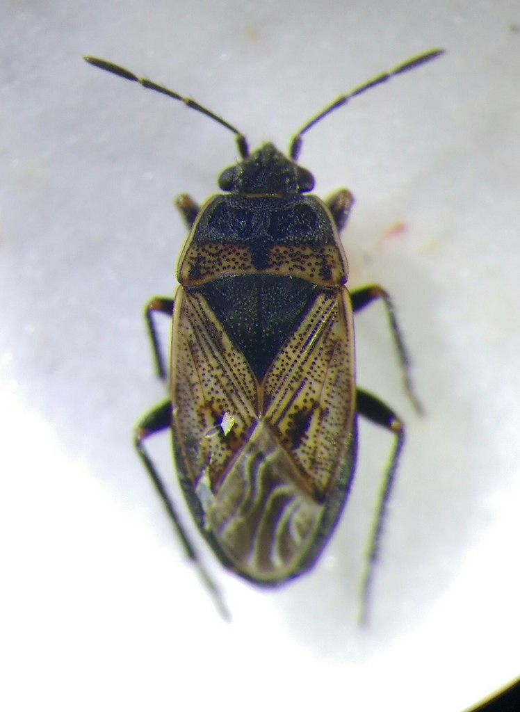 dune groundbug