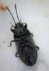 Trapezonotus arenarius