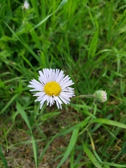 Erigeron glabellus